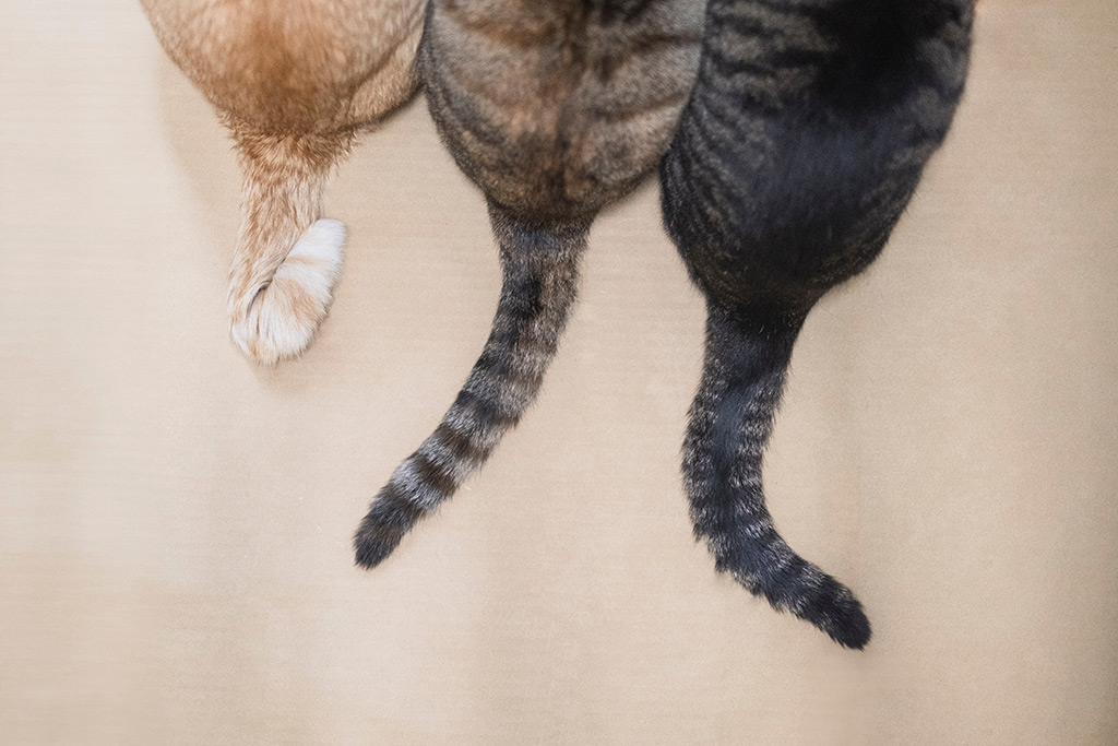 (写真:azukichi/stock.adobe.com) (写真:azukichi/stock.adobe.com)