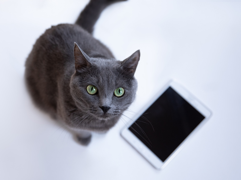 「アップルの株を買い、格安スマホを使う」のが私の基本姿勢だ(写真:ImageFlow/Shutterstock.com) 「アップルの株を買い、格安スマホを使う」のが私の基本姿勢だ(写真:ImageFlow/Shutterstock.com)