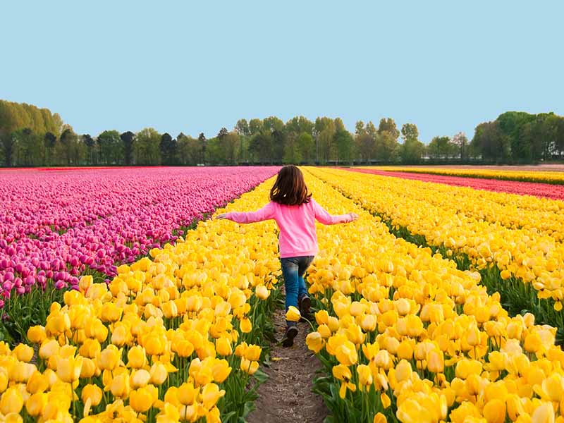 受験競争がないのに、なぜか子どもが賢くなるオランダ人