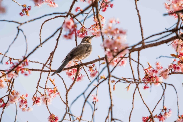 松下幸之助は「鳴かずんば、それもまたよしホトトギス」と言ったという(写真/Shutterstock)