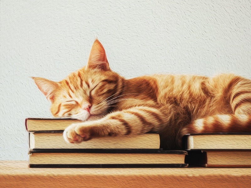 猫と読む