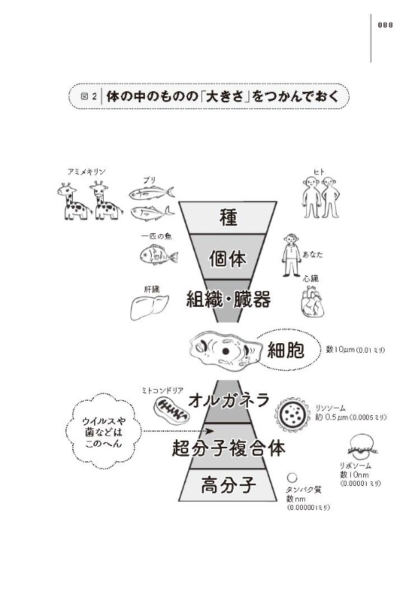 『LIFE SCIENCE(ライフサイエンス)』88ページより、「体の中のものの大きさの階層」の図