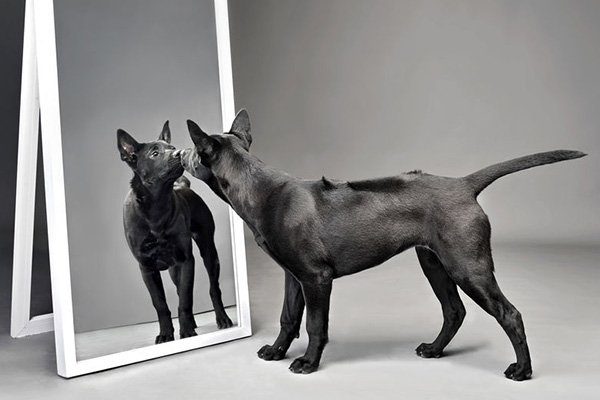 ウィンストン・チャーチルは、自分のうつ病のことを「黒い犬」と呼んだ(写真はイメージ=Shutterstock)