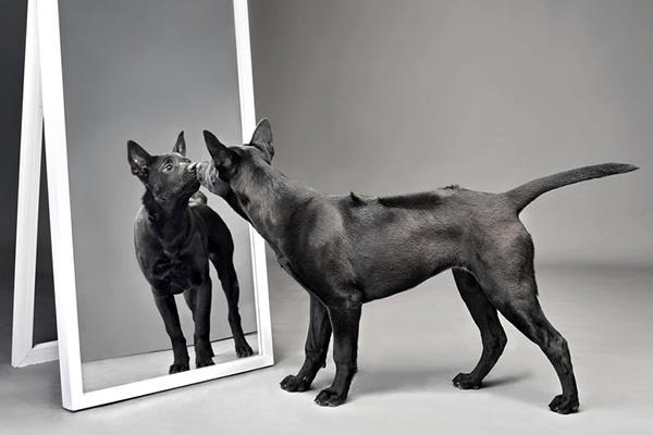 ウィンストン・チャーチルは、自分のうつ病のことを「黒い犬」と呼んだ（写真はイメージ＝Shutterstock）