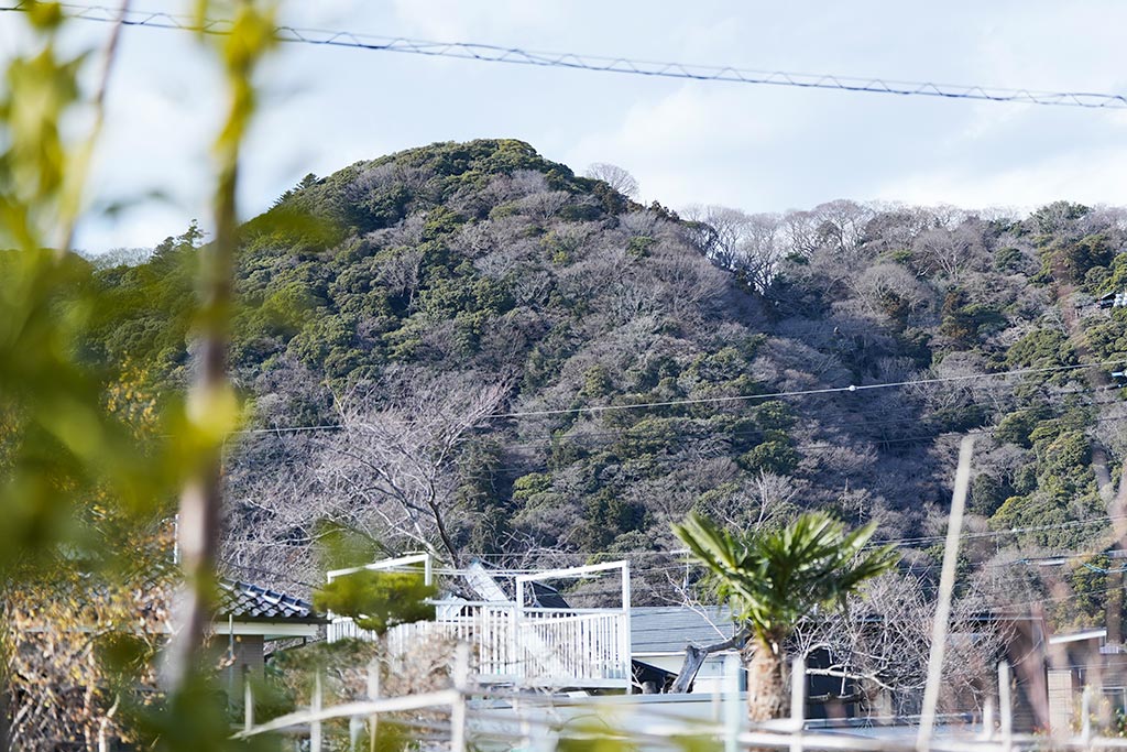 幼少期に舩橋さんが遊んでいたという高麗山。神奈川県最大の自然林が残っている