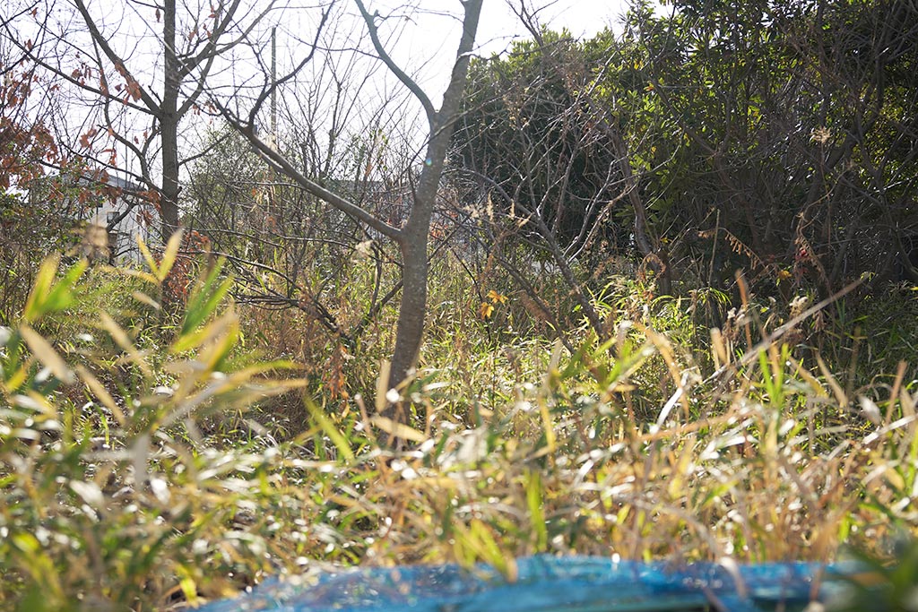15年が経過した拡張生態系の実験圃場