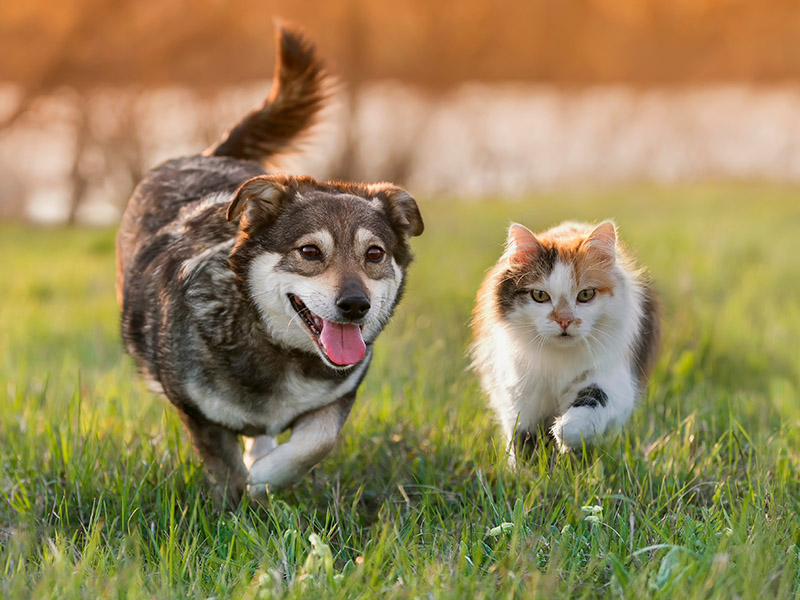 今井むつみ氏「猫は鳴くのに犬は吠える。英語ではどう使い分ける？」