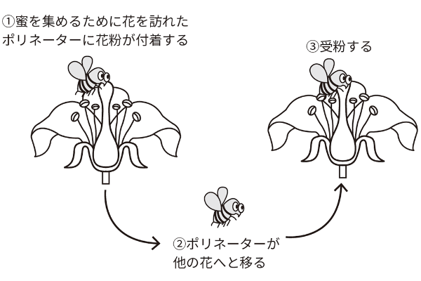 図表0-2 ポリネーター(受粉媒介者) の働き 図表0-2 ポリネーター(受粉媒介者)の働き