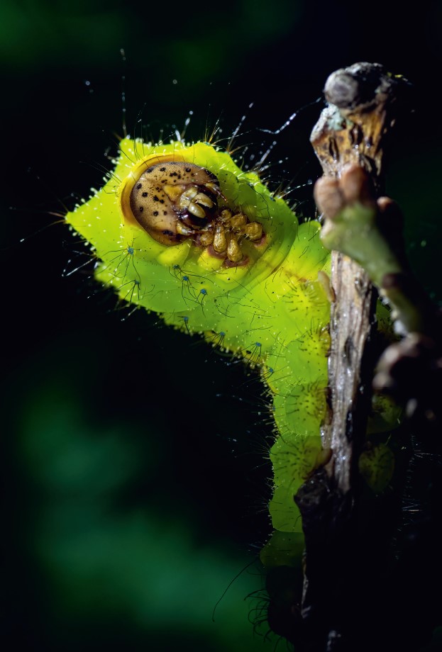 中国産で、古くから養蚕に使われてきたサクサン(Antheraea pernyi)の幼虫。