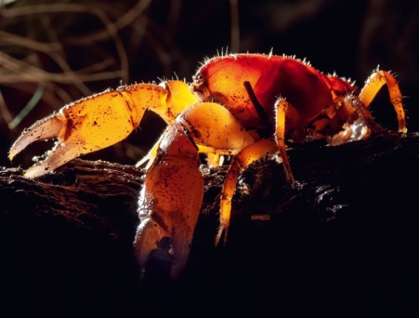 オーストラリアのタスマニア島産の陸生ザリガニである、ミナミザリガニ科の一種(Engaeus sp.)。 甲殻類は昆虫と同じ節足動物であり、関節肢と硬い外骨格という共通点がある。