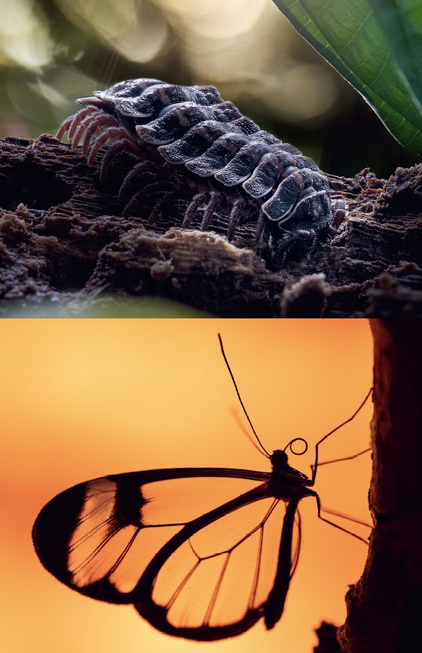 写真上＝オビヤスデ属の一種（Polydesmus sp.）。昆虫とヤスデは、以前は近縁と見られていたが、今 ではそうとは考えられていない。気管系などの共通する特徴は、それぞれ独自に進化したものだ。／写真下＝ツマジロスカシマダラ（Greta oto）。チョウやガを含むチョウ目は、昆虫の中でも最も繁栄し ているグループのひとつだ。