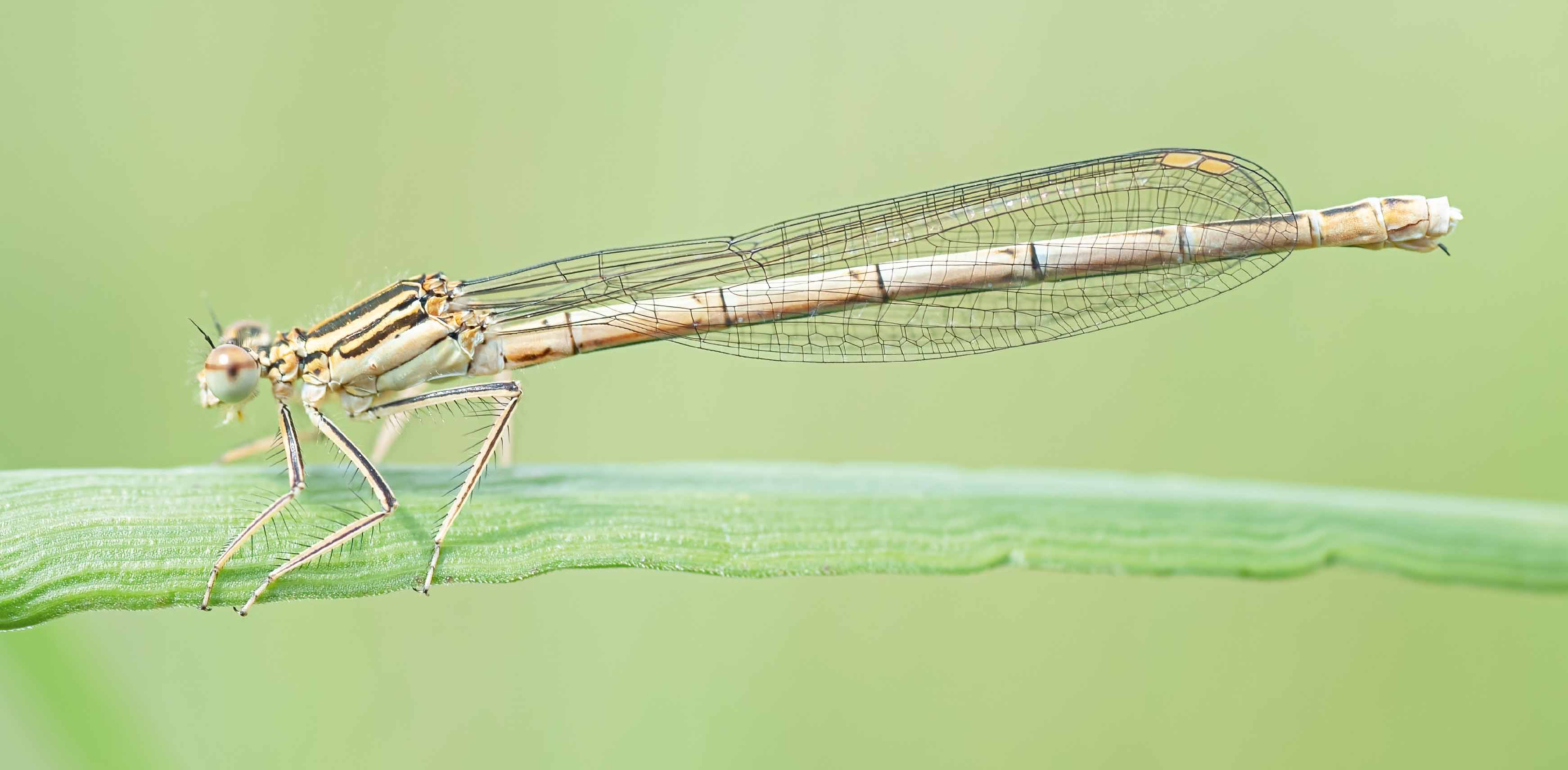 イトトンボの一種であるシロアシグンバイトトンボ(Platycnemis pennipes)。眼などの感覚器がある頭部、翅と脚がある胸部、そして腹部という、昆虫の基本的なボディプランがよくわかる。