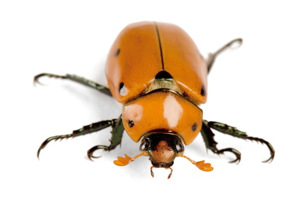 コモンアメリカスジコガネ(Pelidnota punctata) コモンアメリカスジコガネ(Pelidnota punctata)
