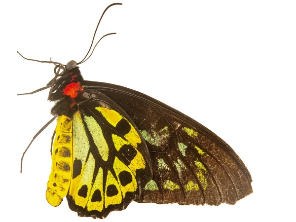 ケアンズトリバネアゲハ(Ornithoptera euphorion) ケアンズトリバネアゲハ(Ornithoptera euphorion)