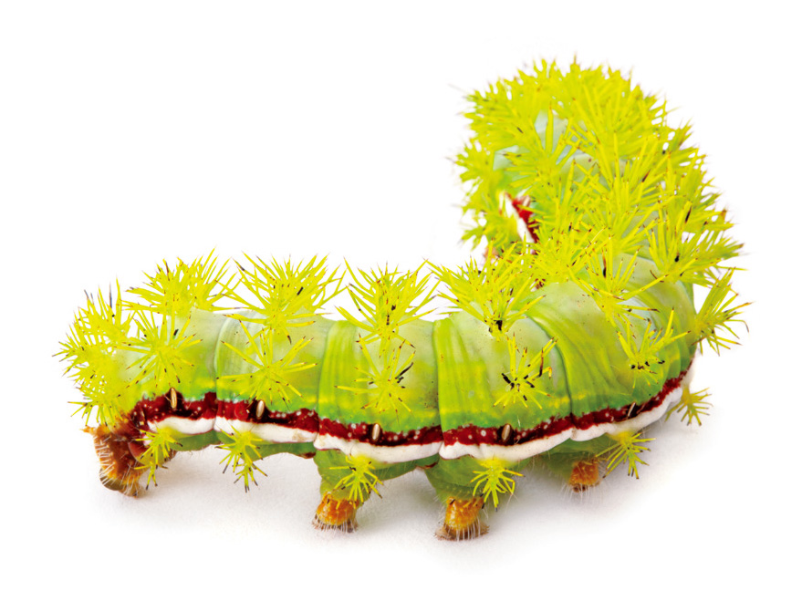 イオメダマヤママユの幼虫（Automeris io）