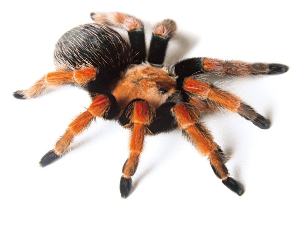 メキシコアカアシタランチュラ(Brachypelma boehmei) メキシコアカアシタランチュラ(Brachypelma boehmei)