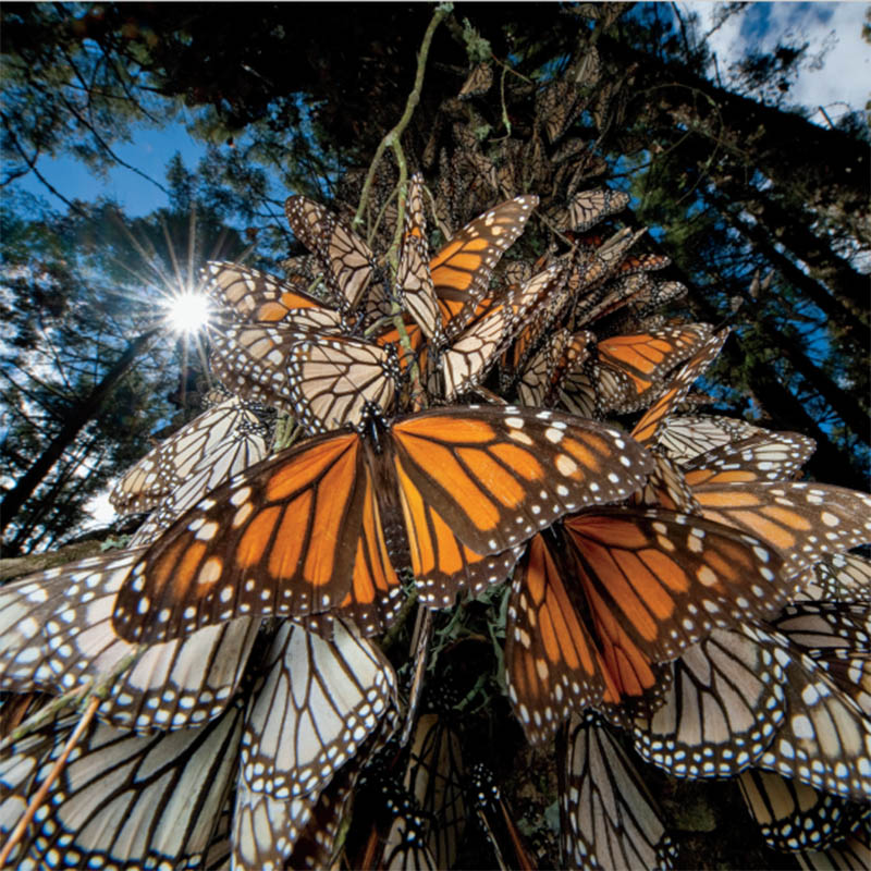 オオカバマダラ (<i>Danaus plexippus</i>)