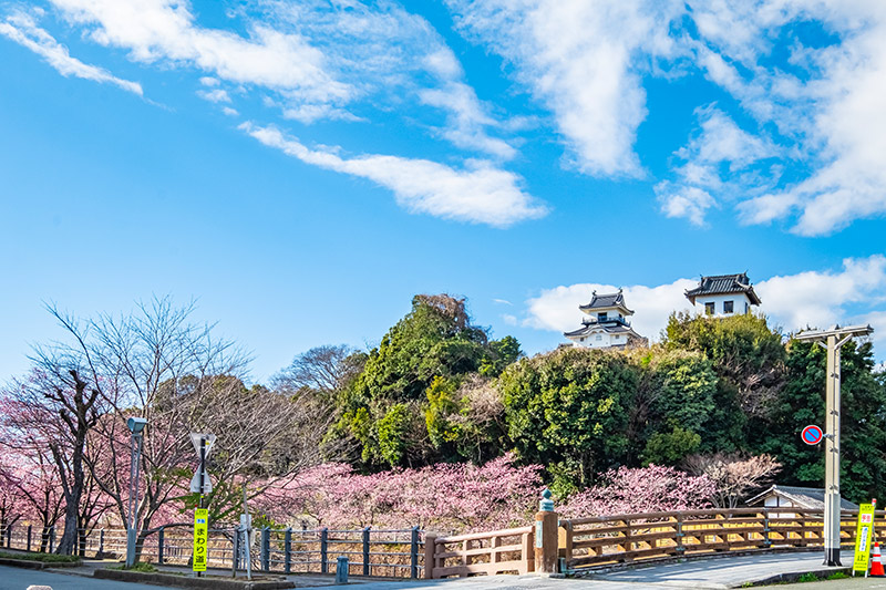 掛川城。早咲きの掛川桜が咲き始めていた 掛川城。早咲きの掛川桜が咲き始めていた