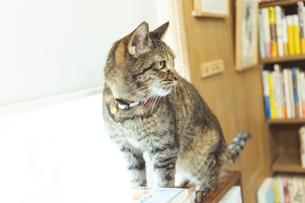 猫店員の「読太」(よんた)。6歳半 猫店員の「読太」(よんた)。6歳半