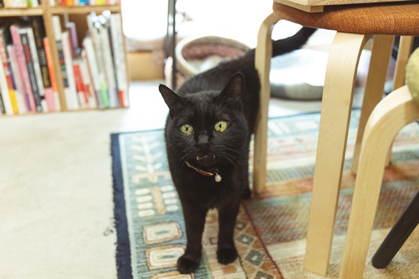 猫店員の「さつき」。7歳半 猫店員の「さつき」。7歳半