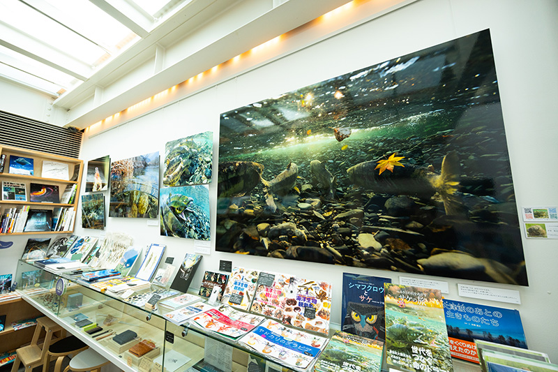 写真絵本『ふるさとの川をめざす　サケの旅』（平井佑之介著／文一総合出版）刊行写真展を開催中（2月取材時）