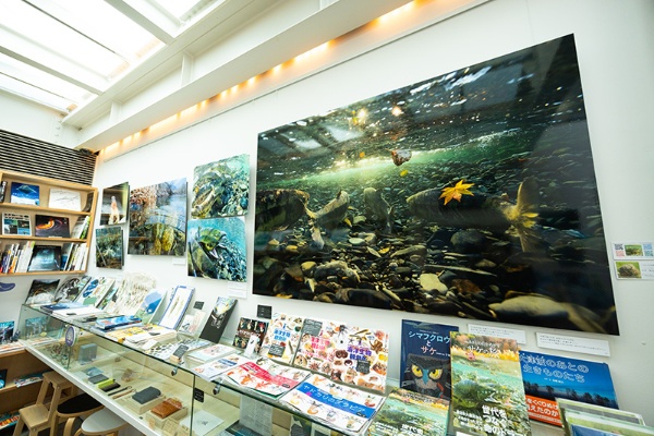 写真絵本『ふるさとの川をめざす サケの旅』(平井佑之介著/文一総合出版)刊行写真展を開催中(2月取材時) 写真絵本『ふるさとの川をめざす サケの旅』(平井佑之介著/文一総合出版)刊行写真展を開催中(2月取材時)