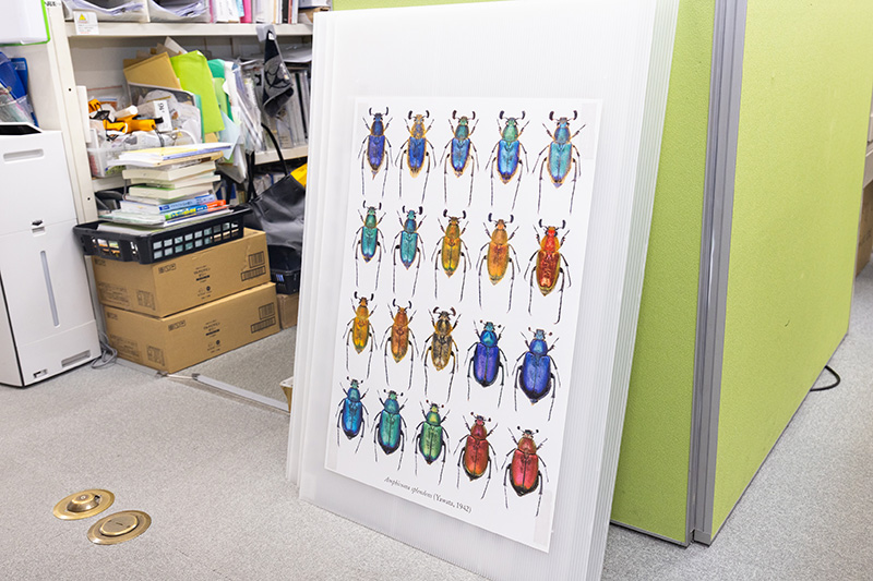 図鑑作成時に撮影した昆虫の画像を使ったポスターも人気だ