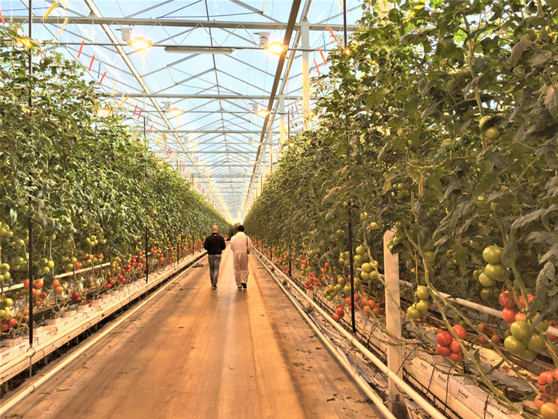 オランダの「多段栽培」(写真:サンファーマーズ提供)