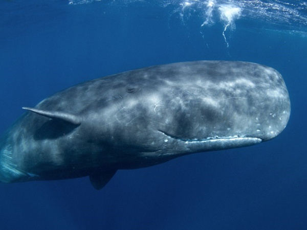 最大の脳を持つ生物は、人間ではなくマッコウクジラだ（写真：Martin　Prochazkacz／Shutterstock.com）