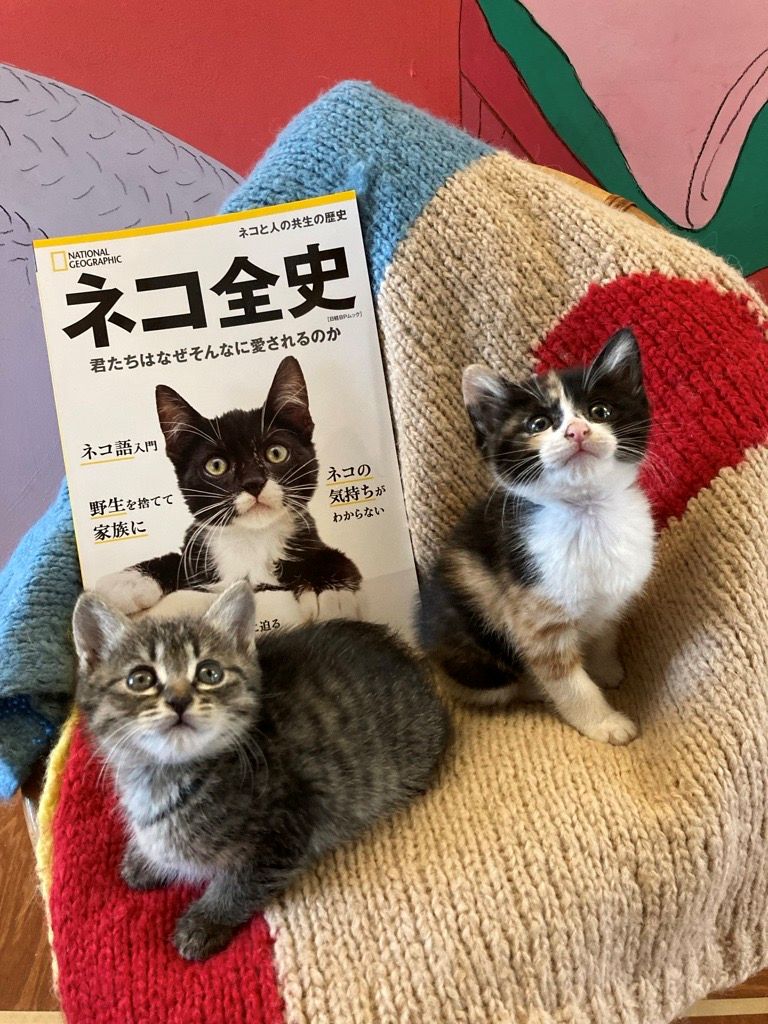 手前みそですが、編集長が猫の日にお薦めするナショジオの「ネコの本