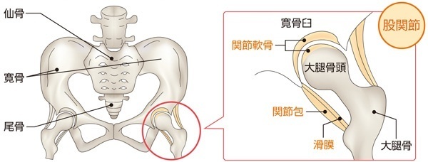 股関節の構造