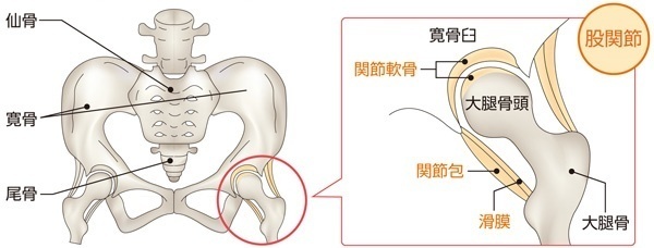 股関節の構造