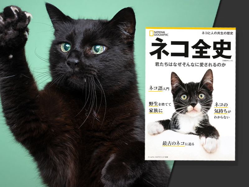 『ネコ全史』はなぜそんなに愛されたのか　訳者　矢能千秋さん