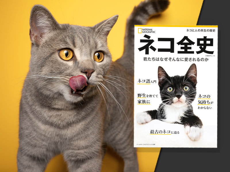 『ネコ全史』矢能千秋さん　翻訳者仲間の力も借りネコの疑問を解消