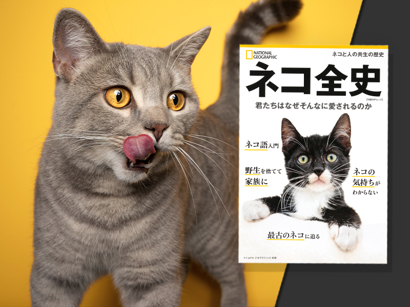里帰り猫 タカハシキャット　ブックスエンド　本の声を聞く猫 1970年代 里帰り猫 タカハシキャット ブックスエンド 本の声を聞く猫 1970