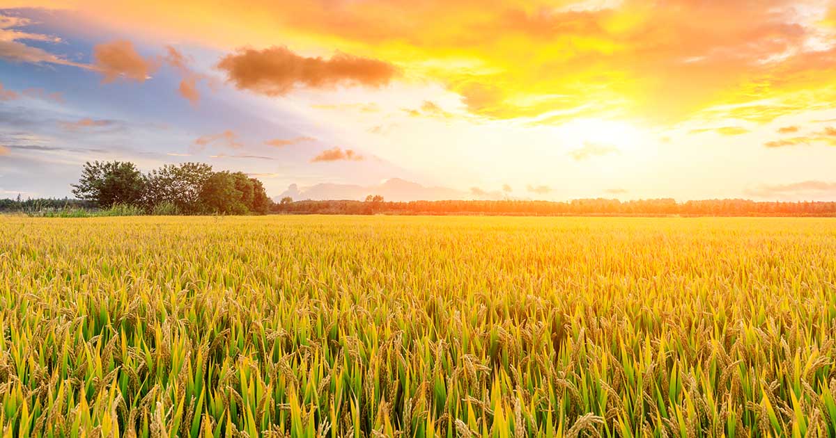 (写真:ABCDstock/stock.adobe.com)