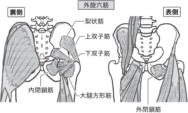 股関節の奥のほうにある「外旋六筋」