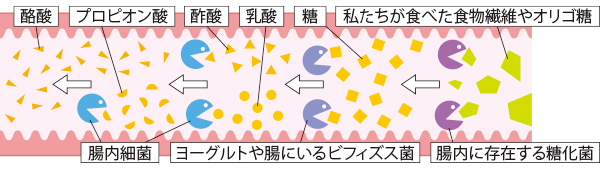 腸内では、菌のリレーで短鎖脂肪酸が作られる