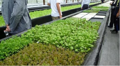 屋上に設ける、有機質肥料を用いた水耕栽培システムのイメージ（写真：NewSpace）