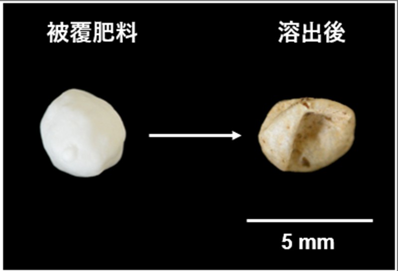 （出所）Katsumi, N., Kusube, T., Nagao, S., & Okochi, H. (2020). Accumulation of microcapsules derived from coated fertilizer in paddy fields. Chemosphere.