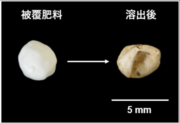 (出所)Katsumi, N., Kusube, T., Nagao, S., & Okochi, H. (2020). Accumulation of microcapsules derived from coated fertilizer in paddy fields. Chemosphere.