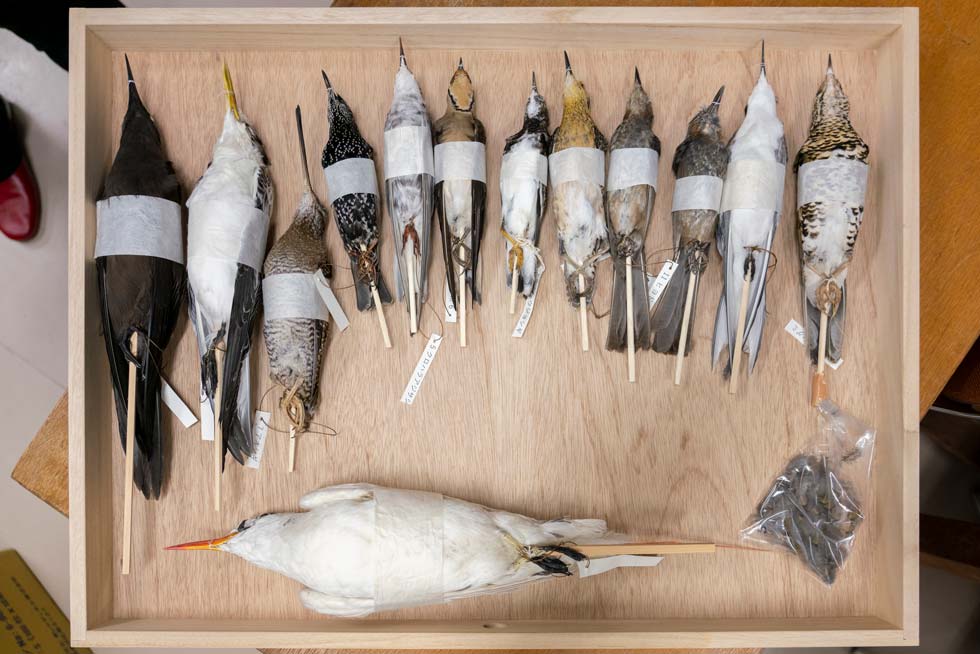 なぜ鬼のツノを科学する？ 人気の鳥類学者・川上和人氏に聞く | 日経