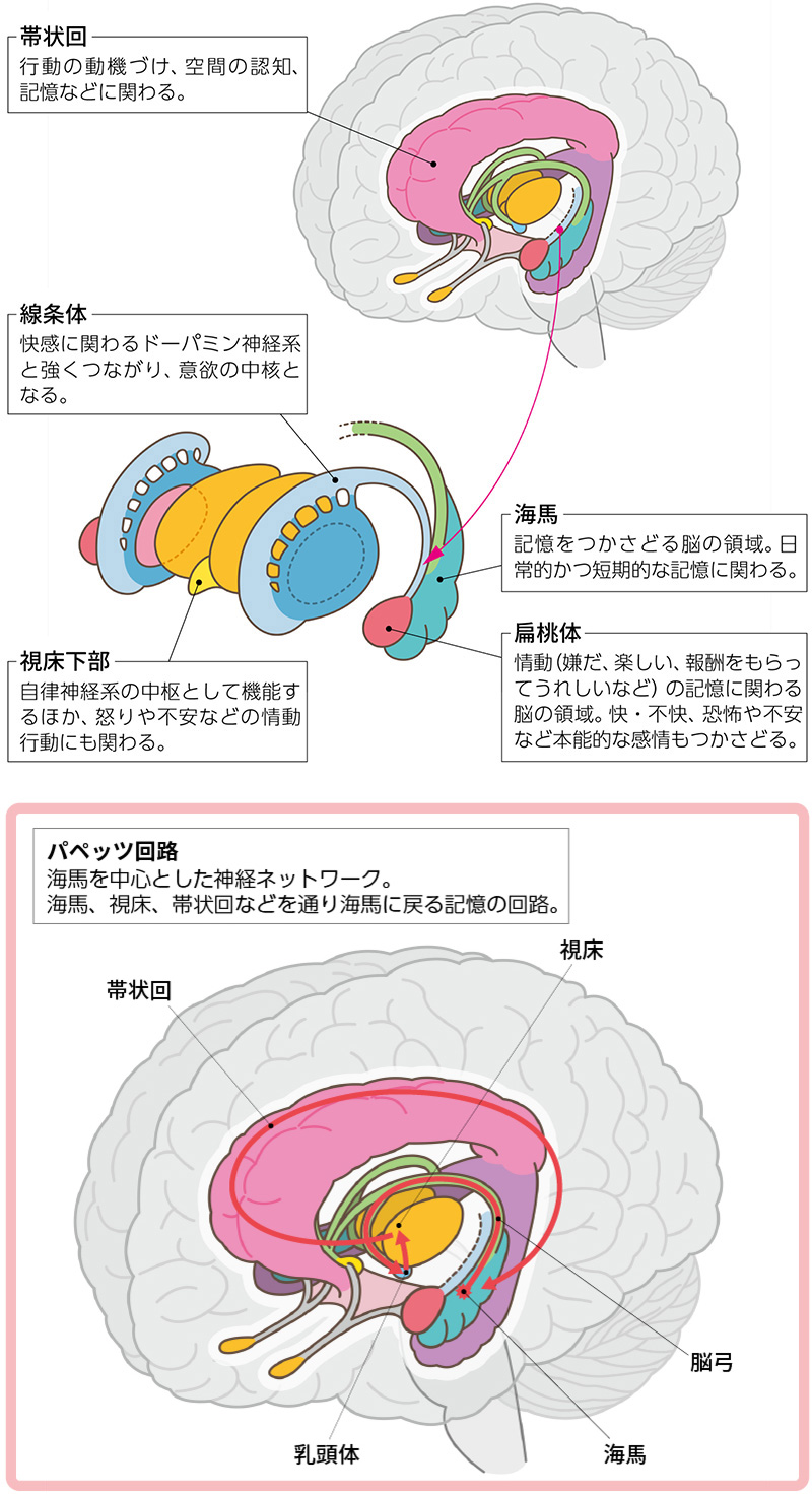 「この人は好き・嫌い」というときには、快・不快、恐怖や不安といった感情をつかさどる脳の扁桃体が活性化する（写真はイメージ：Matthieu／stock.adobe.com）