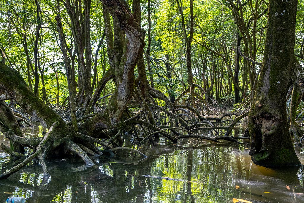 ブルネイのマングローブ林（写真：Rex Wholster／stock.adobe.com）
