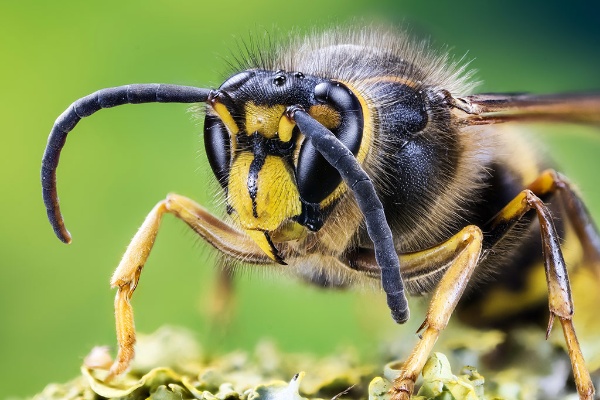 ハチの黒と黄の縞模様は「近寄ると危険だ」ということを色によって示していると考えられる（写真：shutterstock）