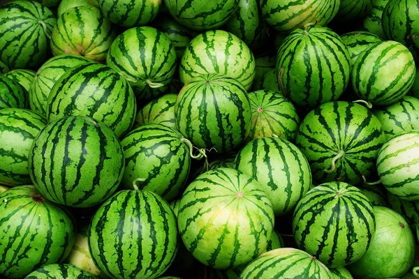 スイカのシマシマは実は黒ではない。そして、種の保存のための知恵が詰まっている(写真:shutterstock) スイカのシマシマは実は黒ではない。そして、種の保存のための知恵が詰まっている(写真:shutterstock)