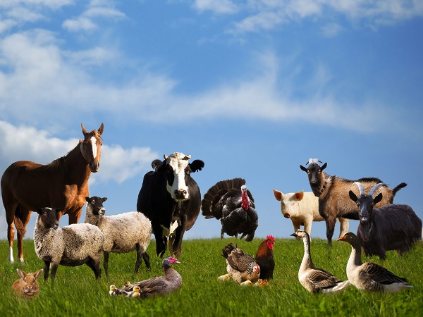 人間を追い払って動物たちの理想郷を築いたはずが、いつしか人間の社会に近づいていく(写真:shutterstock) 人間を追い払って動物たちの理想郷を築いたはずが、いつしか人間の社会に近づいていく(写真:shutterstock)