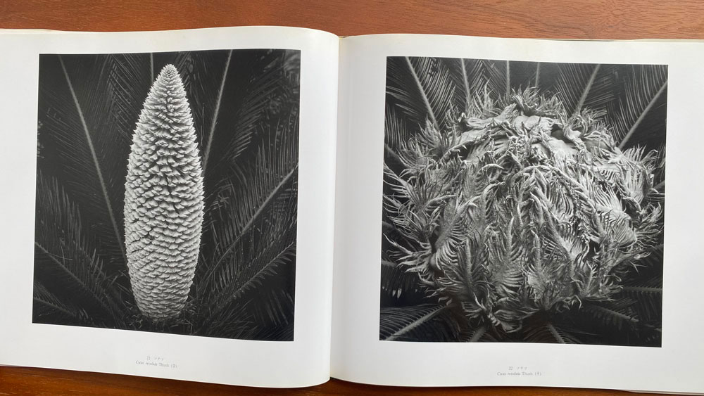 『江口弘美写真集　植物』（不知火書房）　より