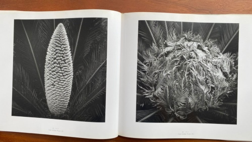 『江口弘美写真集 植物』(不知火書房) より