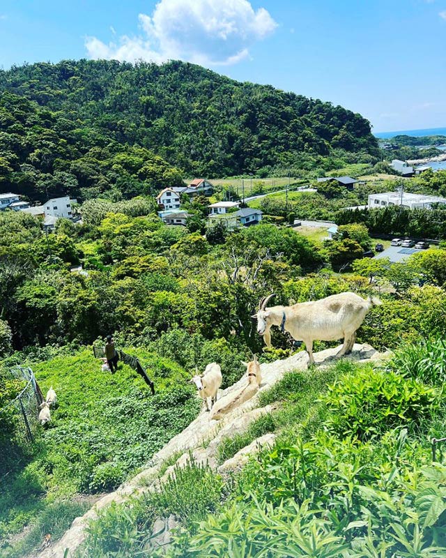 館山に住み漁師、猟師としても活動する川邊氏。ヤギも放牧している（川邊氏提供）